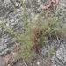 photo of California Sagebrush (Artemisia californica)