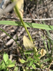 Lobelia appendiculata