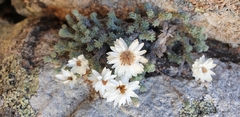 Castroviejoa frigida