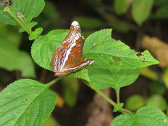 Lebadea martha parkeri