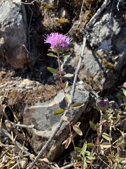 Monardella sheltonii