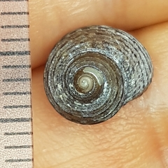 Clanculus jussieui