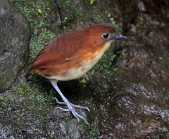 Grallaria flavotincta