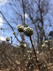 Edgeworthia chrysantha