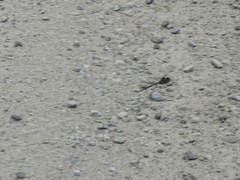 Gomphaeschna furcillata