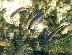 Trachinops caudimaculatus