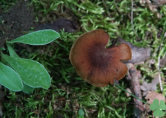 Cortinarius distans