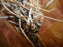 Deois flexuosa
