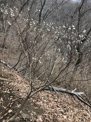Edgeworthia chrysantha