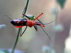 Poecilobdallus formosus
