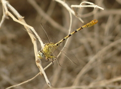 Onychogomphus lefebvrii