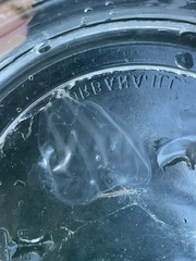 Bolinopsis microptera