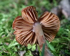 Cortinarius distans