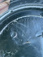 Bolinopsis microptera