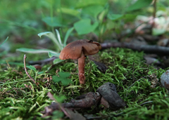 Cortinarius distans