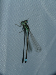 Ischnura evansi
