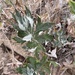 photo of California Mugwort (Artemisia douglasiana)