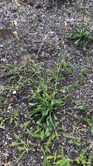 Plantago lanceolata