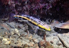 Pentapodus paradiseus