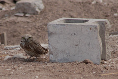 Athene cunicularia