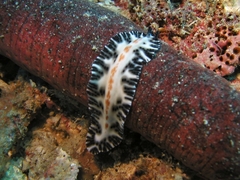 Maritigrella fuscopunctata