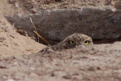 Athene cunicularia