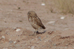 Athene cunicularia