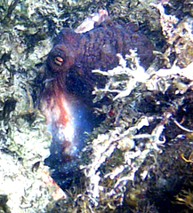 Macroctopus maorum