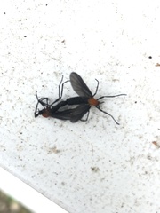 Plecia americana