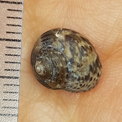 Clanculus jussieui