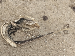 Leucoraja erinaceus