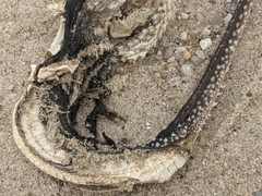 Leucoraja erinaceus
