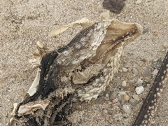 Leucoraja erinaceus
