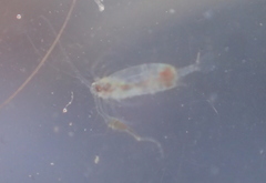 Neocopepoda