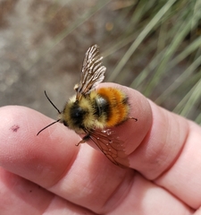 Bombus melanopygus