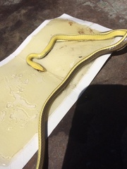 Psammophis orientalis