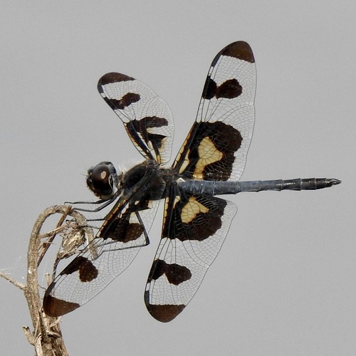 Banded Pennant photo 4