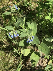 Symphytum caucasicum