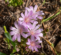 Lewisia rediviva