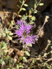 Monardella sheltonii