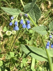 Symphytum caucasicum