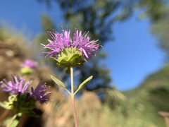 Monardella sheltonii