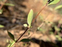 Monardella sheltonii