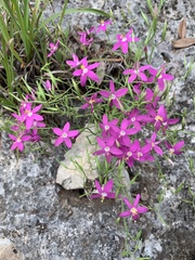 Zeltnera beyrichii