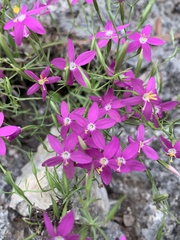 Zeltnera beyrichii