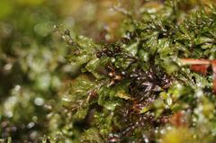 Hymenophyllum wilsonii