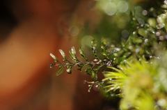 Hymenophyllum wilsonii