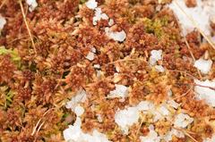 Sphagnum magellanicum