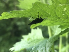Phymatocera aterrima
