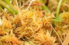 Sphagnum
